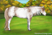 Horse Color:White Spotted Chestnut Sabino 