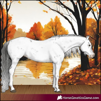 Horse Color:Liver Chestnut Sabino