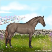 Horse Color:Liver Red Dun Roan Rabicano 