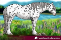 Horse Color:Black Appaloosa