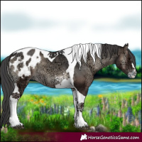 Horse Color:Blue Onyx Ice Tobiano Appaloosa 