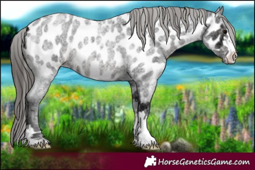 Horse Color:Blue Ice Roan Near Leopard