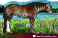 Horse Color:Gray Bay Ice Onyx Appaloosa 