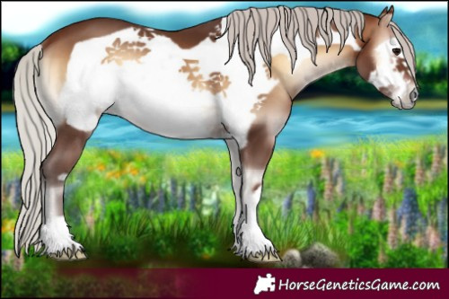 Horse Color:Silver Brown Onyx Frame 