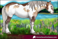 Horse Color:Silver Brown Onyx Frame 