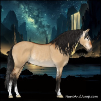 Horse Color:Gray Bay Dun Sabino Rabicano