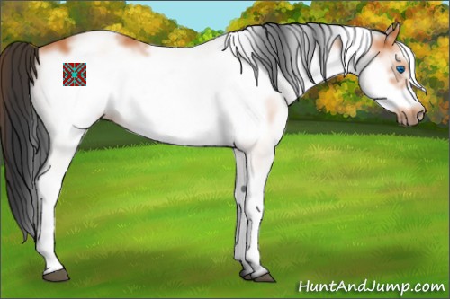 Horse Color:White Spotted Bay Frame 