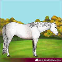 Horse Color:Gray Bay Varnish Rabicano 