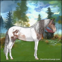 Horse Color:Brown Tobiano Appaloosa Rabicano