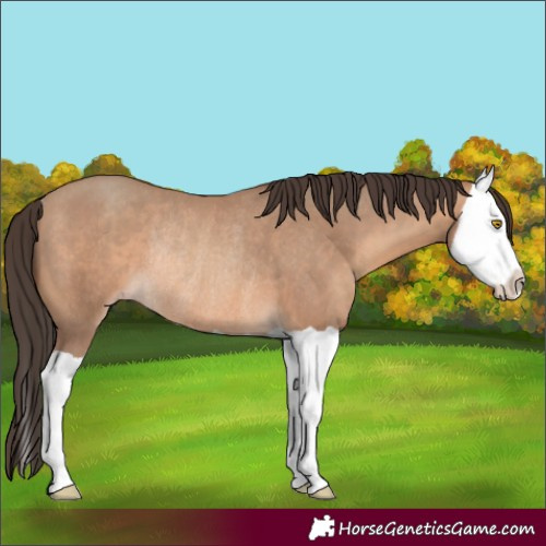 Horse Color:Sable Champagne Splash Rabicano 
