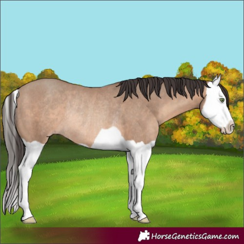 Horse Color:Sable Champagne Splash Rabicano