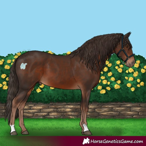 Horse Color:Liver Chestnut 
