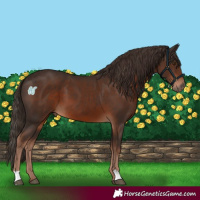 Horse Color:Liver Chestnut