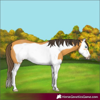 Horse Color:Buckskin Splash Frame