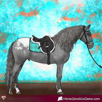 Horse Color:Black Appaloosa 