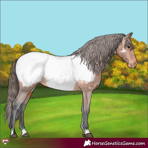 Horse Color:Bay Appaloosa 