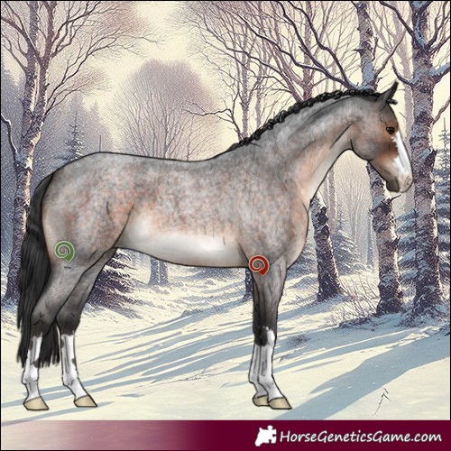 Horse Color:Brown Roan 