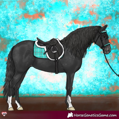 Horse Color:Black Appaloosa