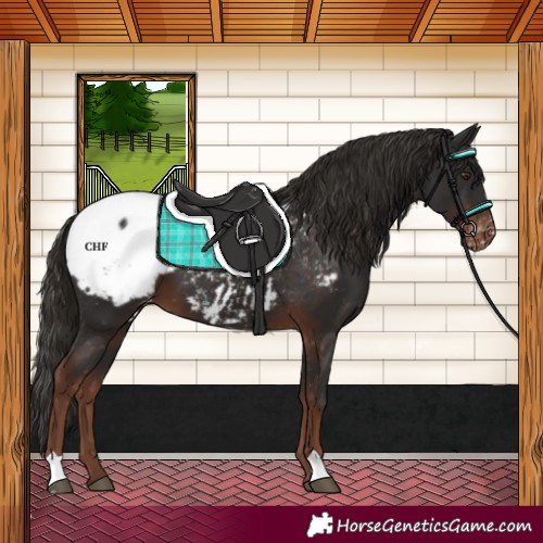 Horse Color:Liver Chestnut Appaloosa 