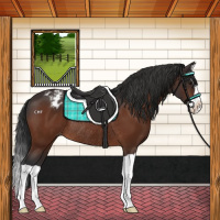 Horse Color:Brown Splash Varnish Rabicano 