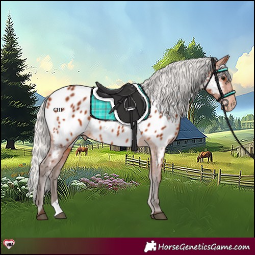 Horse Color:Silver Bay Near Leopard Rabicano 
