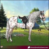 Horse Color:Silver Bay Near Leopard Rabicano 