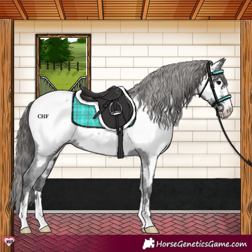 Horse Color:Black Appaloosa