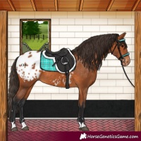 Horse Color:Bay Appaloosa 