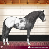Horse Color:Black Appaloosa