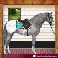 Horse Color:Black Appaloosa
