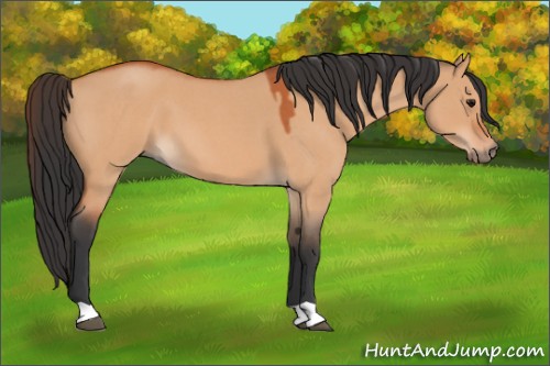 Horse Color:Bay Roan Dun 