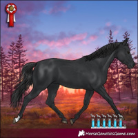 Horse Color:Black 