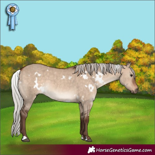 Horse Color:White Spotted Silver Bay Dun 