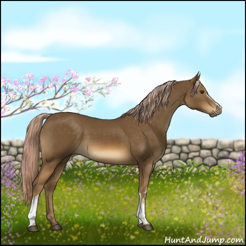 Horse Color:White Spotted Chocolate Palomino 
