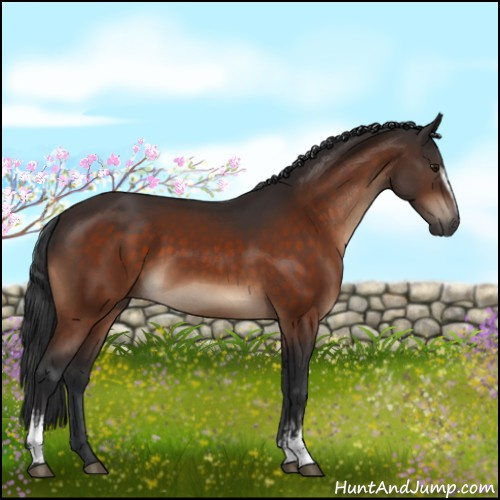 Horse Color:White Spotted Brown 