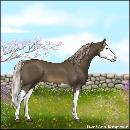Horse Color:Chocolate Palomino Splash
