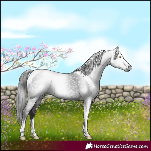 Horse Color:Gray Liver Chestnut Tobiano 