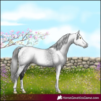Horse Color:Gray Liver Chestnut Tobiano 