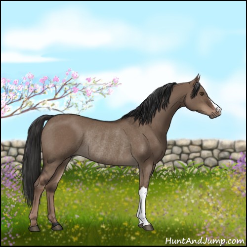 Horse Color:Liver Red Dun Rabicano