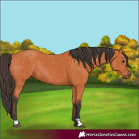Horse Color:Bay and Bay Rabicano