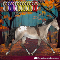 Horse Color:Brown Dun Sabino Tobiano Blanket 