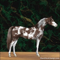 Horse Color:White Spotted Liver Chestnut Sabino 