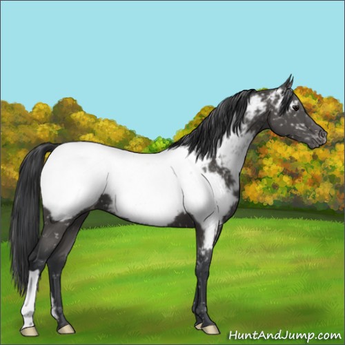 Horse Color:Black Appaloosa 