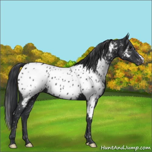 Horse Color:Black Appaloosa 