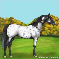 Horse Color:Black Appaloosa 