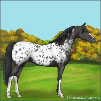Horse Color:Black Appaloosa