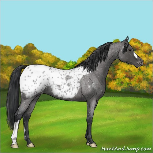 Horse Color:Blue Roan Appaloosa