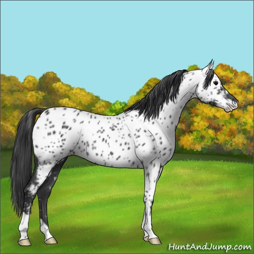 Horse Color:Black Appaloosa 