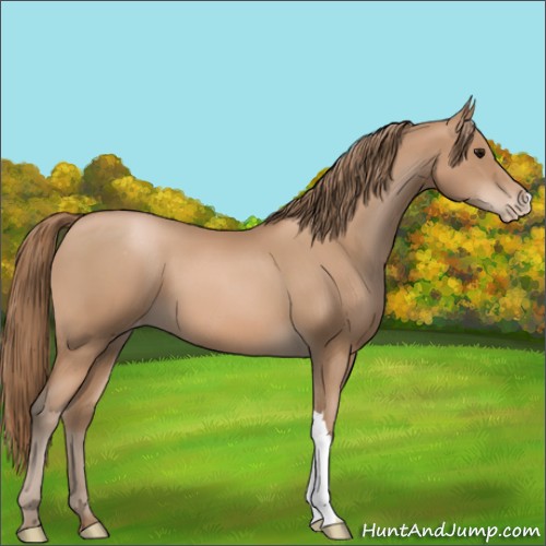 Horse Color:Black Pearl Appaloosa