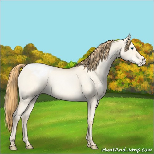 Horse Color:Smoky Grullo Pearl Appaloosa 